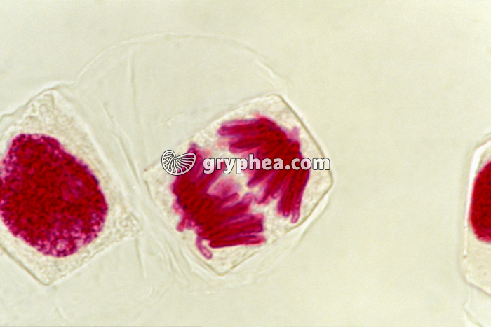 Mitose - cellules de racine d'Ail (écrasement) - Anaphase x400 - gryphea.com